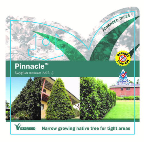 Pinnacle™ Syzygium australe perth online plants