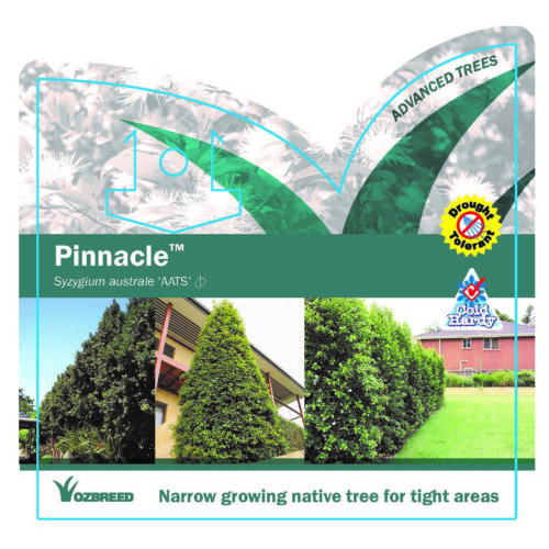 Pinnacle™ Syzygium australe perth online plants