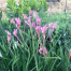 Buy pink kangaroo paws online perth