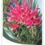 buy grevillea online perth