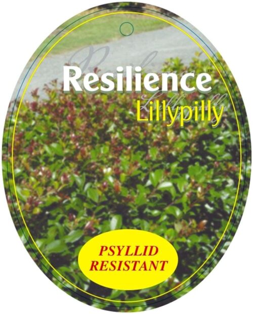 buy lilly pilly perth psyllid resistant