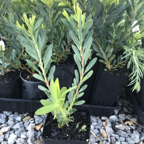 buy protea perth leucadendron