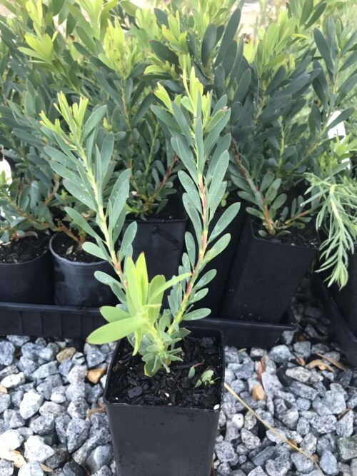 buy protea perth leucadendron