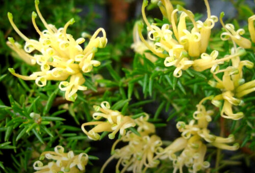 Grevillea yellow gold clusters perth