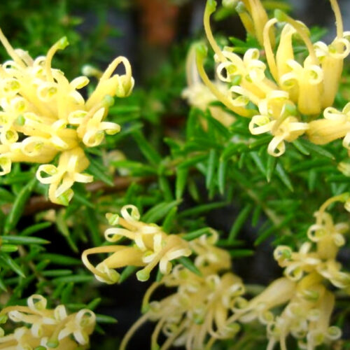 Grevillea yellow gold clusters perth