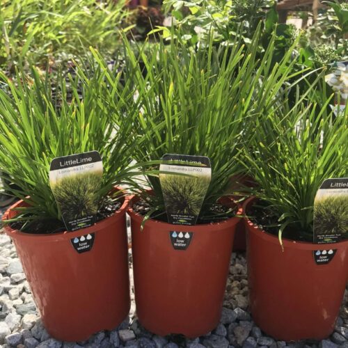 Buy little Lime lomandra perth