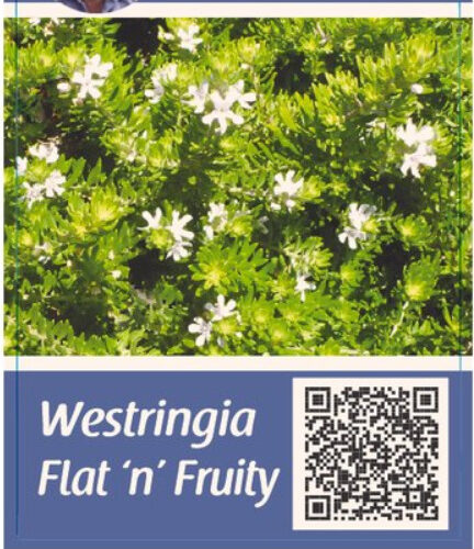 buy westringia flat n fruity perth WA