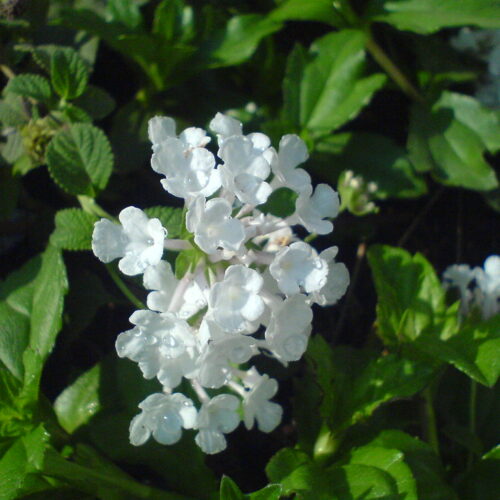 Lantana perth