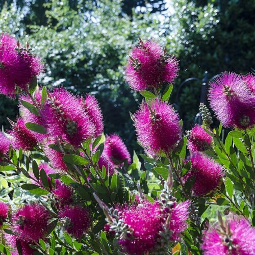 purple bottlebrush perth buy