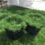 irish moss perth pealwort sagina