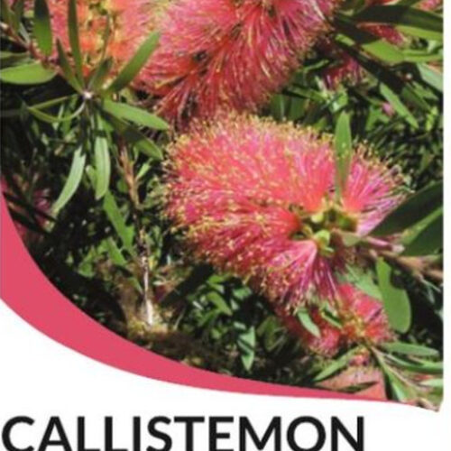 buy callistemon pink champagne perth