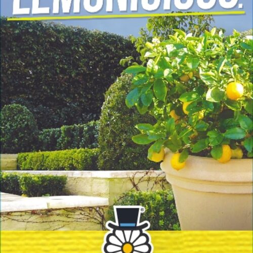 buy dwarf patio lemon lemonicious perth