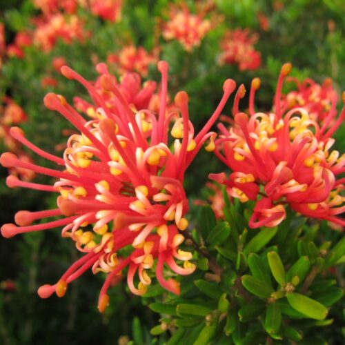 Grevillea knockout perth WA