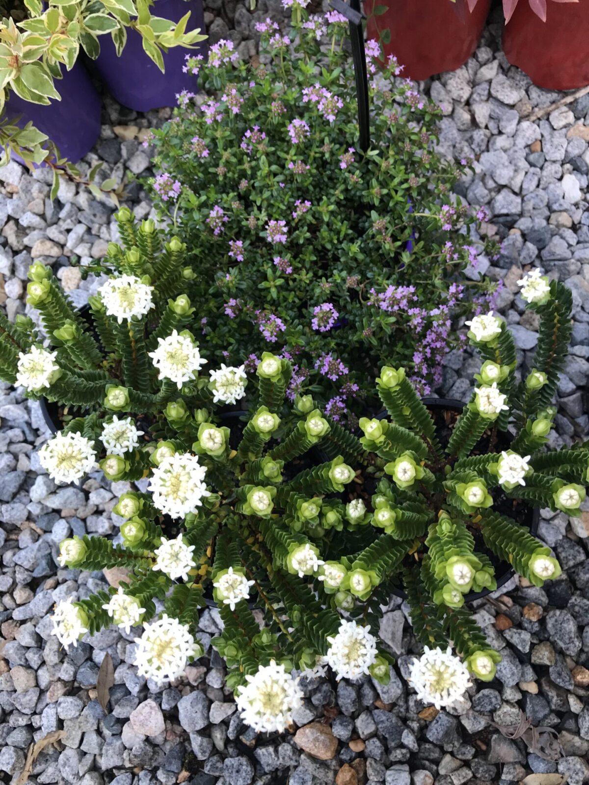 Pimelea 'White Solitaire' Rice Flower - The Plant Cellar