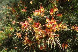 grevillea perth