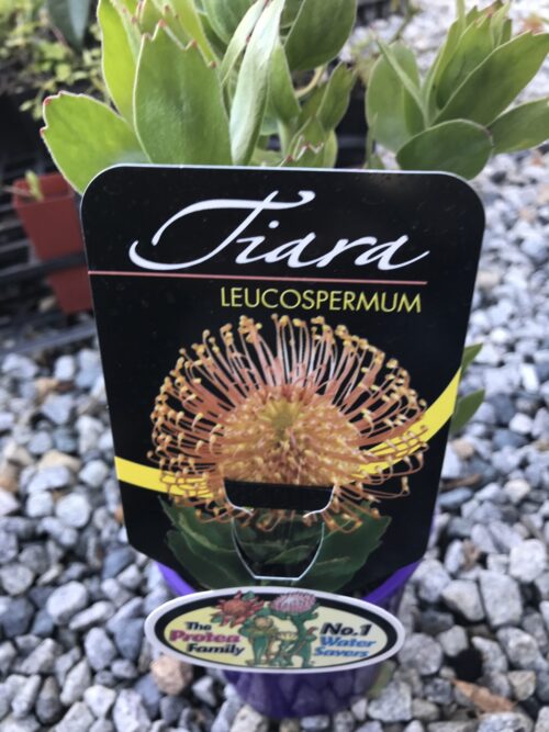 buy leucospermum perth WA pincushion