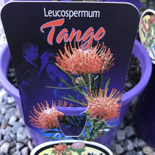 tango pincushion perth leucospermum