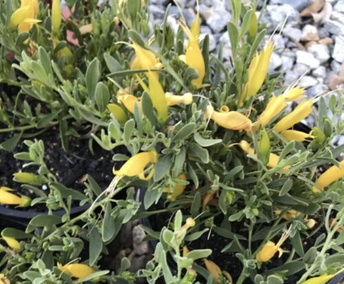 Eremophila glabra 'Balalla Gold' - Image 2