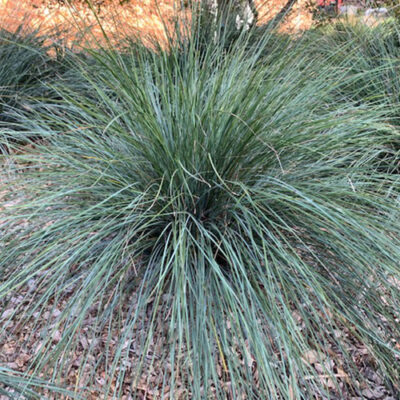 Lomandra 'Seascape' - The Plant Cellar