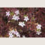 buy purple leaf myoporum perth