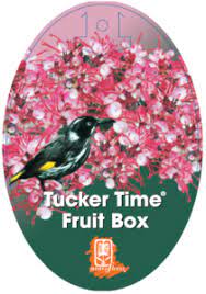 grevillea tucker time fruit box perth buy