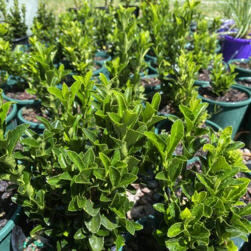 Buy green rocket tom thumb euonymus Perth