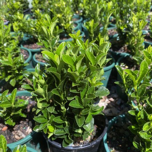 Buy green rocket tom thumb euonymus Perth