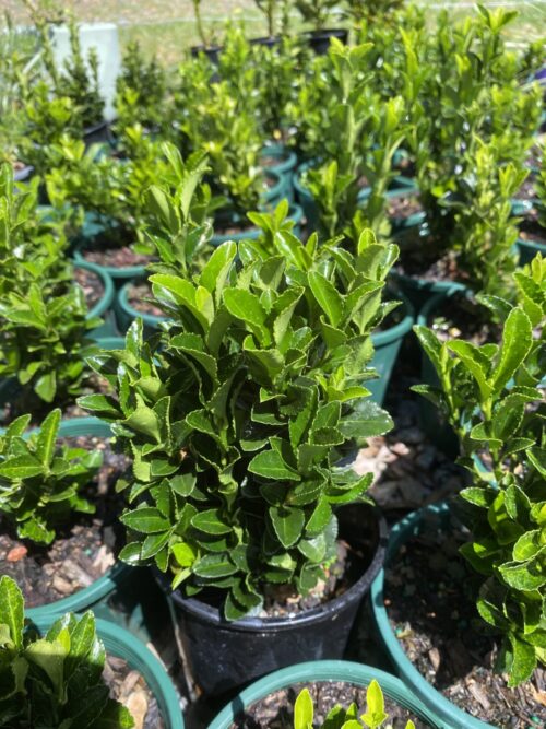 Buy green rocket tom thumb euonymus Perth