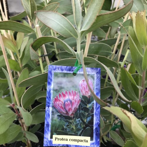 buy pink protea perth