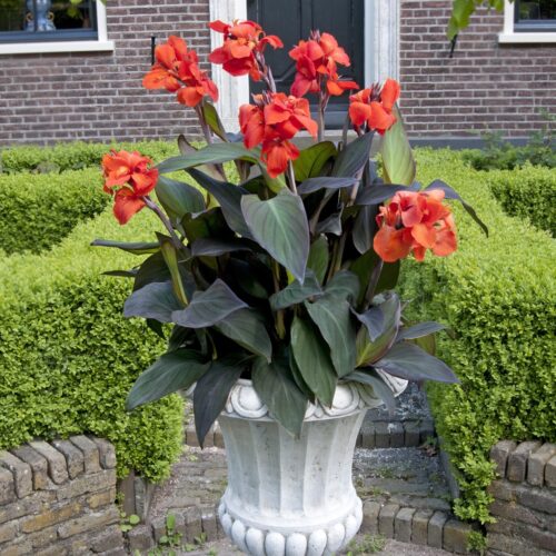 Buy canna lily perth