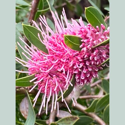 Buy hakea perth