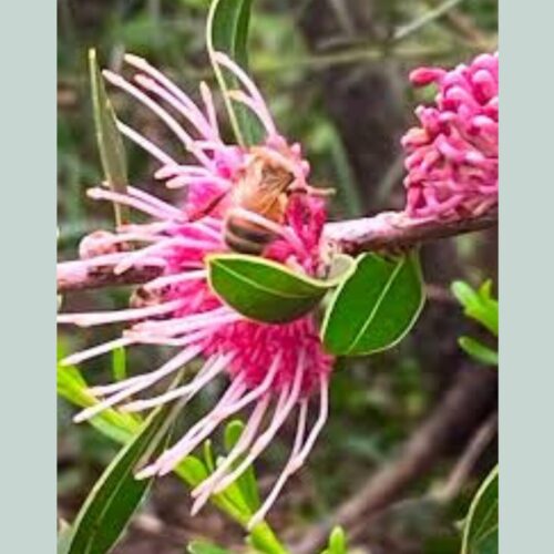 Buy Hakea perth
