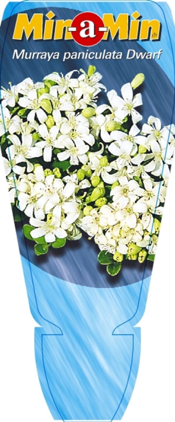 Murraya paniculata 
