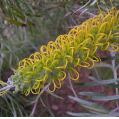 Grevillea Sandra Gordon