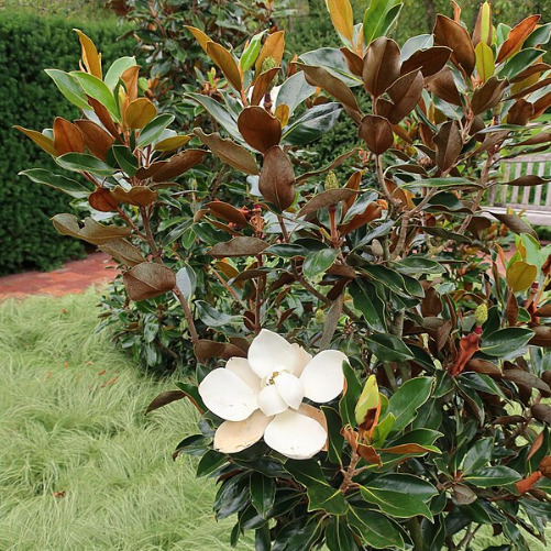 buy Little gem magnolia perth online