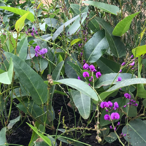 Hardenbergia violacea ‘Happy Wanderer’ perth online