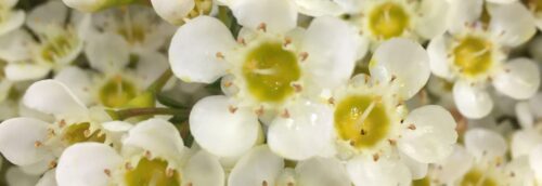 Buy white wax flower perth