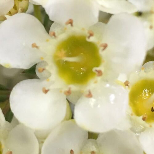 Buy white wax flower perth