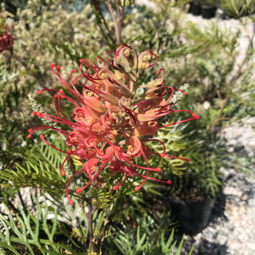 Buy grevillea robin robyn gordon perth