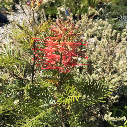 buy grevillea robyn gordon perth