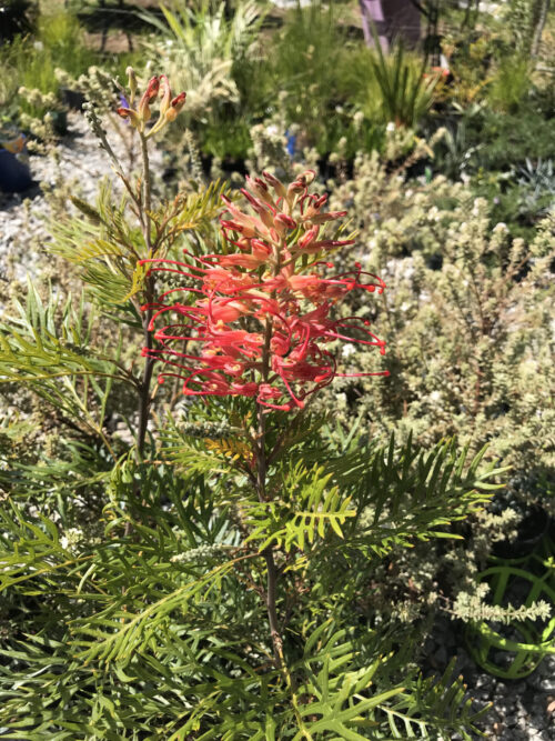 buy grevillea robyn gordon perth