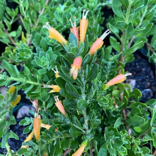 buy eremophila perth amber carpet