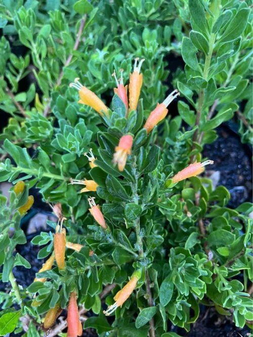 buy eremophila perth amber carpet