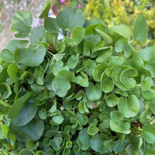 buy dichondra repens perth online