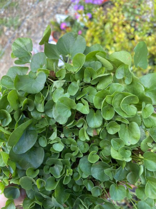 buy dichondra repens perth online