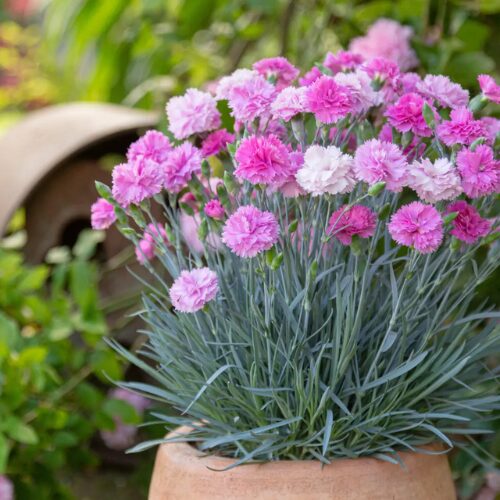Dianthus ‘Pink Eclipse’