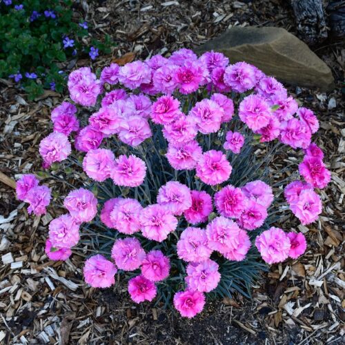 buy Dianthus ‘Pink Eclipse’ perth