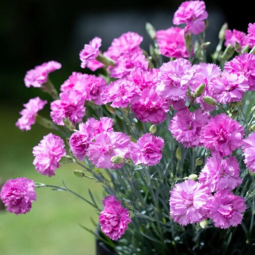 Dianthus ‘Pink Eclipse’