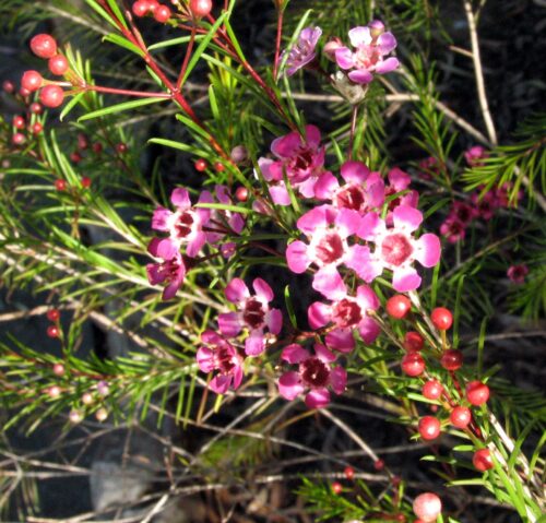 buy purple wax flower perth