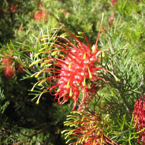 buy spider net grevillea perth